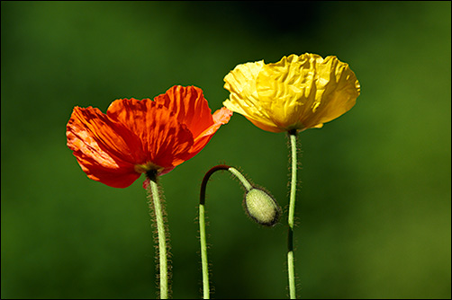 Zufallsbild